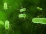 E. coli O157 outbreak – update