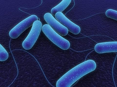 E. coli O157 - Update 