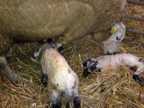 Important advice to pregnant women during lambing season